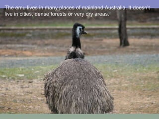 The emu lives in many places of mainland Australia. It doesn’t live in cities, dense forests or very dry areas. 