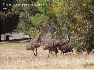The emu can see and hear very well. 