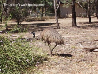 Emus can’t walk backwards. 