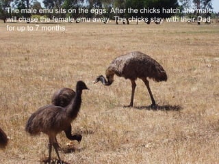 The male emu sits on the eggs. After the chicks hatch, the male will chase the female emu away. The chicks stay with their Dad for up to 7 months. 