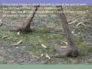 Emus have 3 toes on each foot with a claw at the end of each toe. Under each foot is a thick cushion part. Each step that an emu takes is about 1 metre. When running, an emu can step out 2.75 metres. 