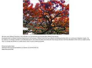 BRANCHING
We have many diﬀerent branches in Hg at Mozilla. Our Hg branches are all named after diﬀerent tree species

Developers push to diﬀerent branches depending on their purpose. Diﬀerent branches have diﬀerent scheduling priorities within our continuous integration engine. So
for instance, if a change is landed in a mozilla-beta branch, the builds and tests associated with that change will have machines allocated to them with at a higher priority
than if a change was landed on a cedar branch which is just for testing purposes.

Picture by Aurelio Asiain 

Attribution-NonCommercial-NoDerivs 2.0 Generic (CC BY-NC-ND 2.0)

https://ﬂic.kr/p/v27AD
 