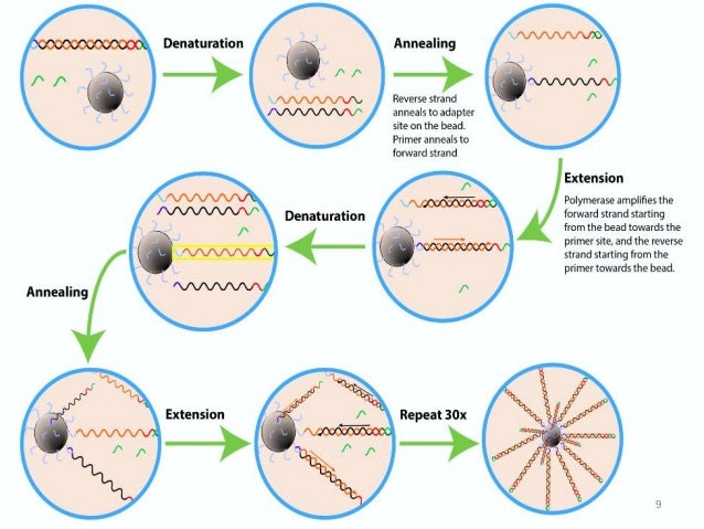 cell selex emulsion pcr cell selex emulsion pcr