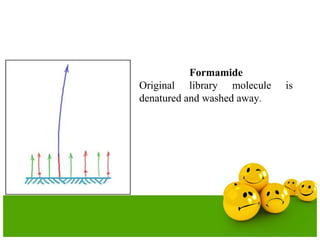 Formamide
Original library molecule is
denatured and washed away.
 