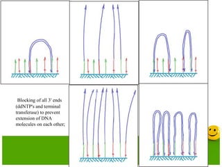 Blocking of all 3' ends
(ddNTP's and terminal
transferase) to prevent
extension of DNA
molecules on each other;
 