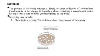 Screening
•The process of searching through a library or other collection of recombinant
transformants in the attempt to identify a clone containing a recombinant vector
having at least a portion of the gene recognized by the probe.
•Screening may include:
1. Phenotypic screening: The protein product changes color of the colony
 