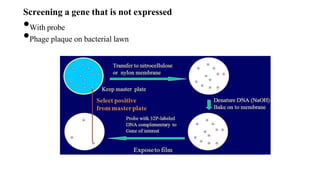 Screening a gene that is not expressed
•With probe
•Phage plaque on bacterial lawn
 