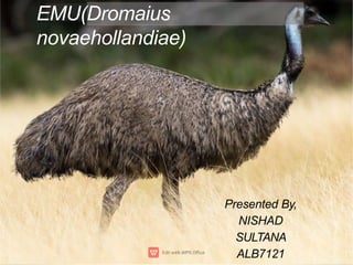 EMU(Dromaius
novaehollandiae)
Presented By,
NISHAD
SULTANA
ALB7121
 