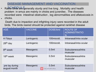 DISEASE MANAGEMENT AND VACCINATION
SCHEDULE
•
•
Ratite birds are generally sturdy and live long . Mortality and health
problem in emus are mainly in chicks and juveniles . The diseases
recorded were intestinal obstruction , leg abnormalities and aﬂatoxicosis in
chicks.
Death due to impaction and inﬁghting injury were recorded in the adult
birds. The birds reared should be protected against ranikhet disease
scheduled as follows
AGE VACCINE DOSE/bird ROUTE OF
ADMINISTRATIO
N
4-7days Lentogenic 100microlt. Intranasal/intra ocular
28th day Lentogenic 100microlt. Intranasal/intra ocular
8th week Mesogenic 0.5ml Subcutaneous/intra
muscular
18th week Mesogenic 0.5ml Subcutaneous/intra
muscular
pre lay during
august month
Mesogenic 0.5ml Subcutaneous/intra
muscular
 