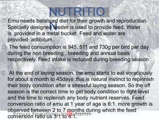 NUTRITIO
N
Emu needs balanced diet for their growth and reproduction.
Specially designed feeder is used to provide feed. Water
is provided in a metal bucket. Feed and water are
provided adlibitum.
The feed consumption is 945, 511 and 730g per bird per day
during the non breeding , breeding and annual basis
respectively. Feed intake is reduced during breeding season
.
At the end of laying season, the emu starts to eat voraciously
for about a month to 45days .this is natural instinct to replenish
their body condition after a stressful laying season. So the off
season is the correct time to get body condition to right level
and the time to replenish any body nutrient reserves. Feed
conversion ratio of emu at 1 year of age is 6:1. more growth is
observed between 2 to 7 months during which the feed
conversion ratio us 3:1 to 4:1.
 