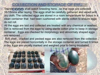 COLLECTION AND STORAGE OF EMU
EGGS
Trained workers shall watch breeding hens , so that eggs are collected
10-15mins after laying. The eggs shall be carefully gathered and wiped with
dry cloth. The collected eggs are stored in a room temperature for 3days in a
clean container that had been cushioned with sterile cotton to ensure eggs
do not roll.
All the eggs are laid and collected are treated with any chemical or washed.
Dirt is removed from the eggs by using sterile cotton prior to keep in storage
container . Eggs are checked for morphology and abnormaly shaped eggs
are removed .
Soft shell , cracked and pecked eggs are also removed from the collection .
The eggs are placed horizontally in the storage container and turned 6 times
a day. Eggs are usually marked and weighed prior to being incubated.
 