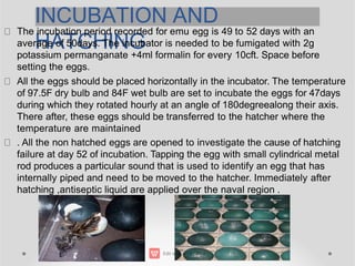 INCUBATION AND
HATCHING
The incubation period recorded for emu egg is 49 to 52 days with an
average of 50days. The incubator is needed to be fumigated with 2g
potassium permanganate +4ml formalin for every 10cft. Space before
setting the eggs.
All the eggs should be placed horizontally in the incubator. The temperature
of 97.5F dry bulb and 84F wet bulb are set to incubate the eggs for 47days
during which they rotated hourly at an angle of 180degreealong their axis.
There after, these eggs should be transferred to the hatcher where the
temperature are maintained
. All the non hatched eggs are opened to investigate the cause of hatching
failure at day 52 of incubation. Tapping the egg with small cylindrical metal
rod produces a particular sound that is used to identify an egg that has
internally piped and need to be moved to the hatcher. Immediately after
hatching ,antiseptic liquid are applied over the naval region .
 