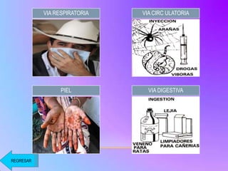 VIA RESPIRATORIA VIA CIRC ULATORIA
PIEL VIA DIGESTIVA
REGRESAR