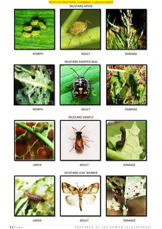 1 | P a g e P R E P A R E D B Y J A Y K U M A R ( 2 1 4 1 9 0 1 0 5 9 )
PESTS OF MUSTARD / CABBAGE / CAULIFLOWER
MUSTARD APHID
NYMPH ADULT DAMAGE
MUSTARD PAINTED BUG
NYMPH ADULT DAMAGE
MUSTARD SAWFLY
LARVA ADULT DAMAGE
MUSTARD LEAF WEBBER
LARVA ADULT DAMAGE
 
