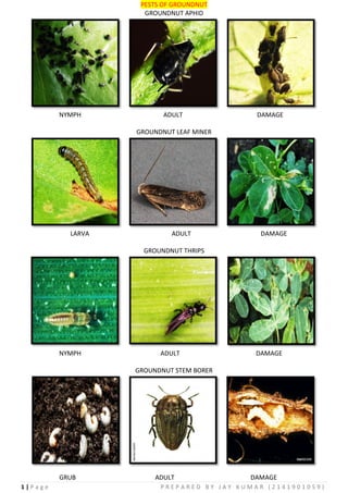 1 | P a g e P R E P A R E D B Y J A Y K U M A R ( 2 1 4 1 9 0 1 0 5 9 )
PESTS OF GROUNDNUT
GROUNDNUT APHID
NYMPH ADULT DAMAGE
GROUNDNUT LEAF MINER
LARVA ADULT DAMAGE
GROUNDNUT THRIPS
NYMPH ADULT DAMAGE
GROUNDNUT STEM BORER
GRUB ADULT DAMAGE
 