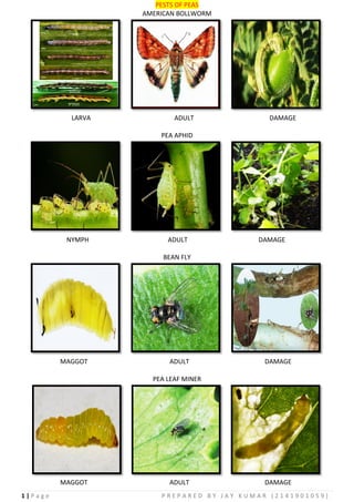 1 | P a g e P R E P A R E D B Y J A Y K U M A R ( 2 1 4 1 9 0 1 0 5 9 )
PESTS OF PEAS
AMERICAN BOLLWORM
LARVA ADULT DAMAGE
PEA APHID
NYMPH ADULT DAMAGE
BEAN FLY
MAGGOT ADULT DAMAGE
PEA LEAF MINER
MAGGOT ADULT DAMAGE
 