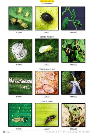 1 | P a g e P R E P A R E D B Y J A Y K U M A R ( 2 1 4 1 9 0 1 0 5 9 )
PESTS OF COTTON
COTTON APHID
NYMPH ADULT DAMAGE
COTTON WHITEFLY
NYMPH ADULT DAMAGE
COTTON MEALY BUG
NYMPH ADULT DAMAGE
COTTON THRIPS
NYMPH ADULT DAMAGE
 
