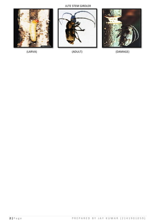 Jute Insects Images of pests of jute | PDF