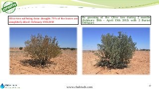 Olive tree suffering from drought: 75% of the leaves are
completely dried - February 15th 2013

Re greening of the Olive t...