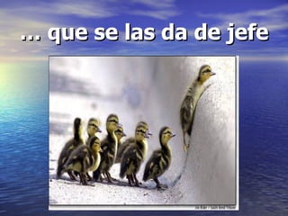 … que se las da de jefe