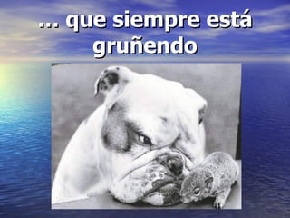 … que siempre está gruñendo