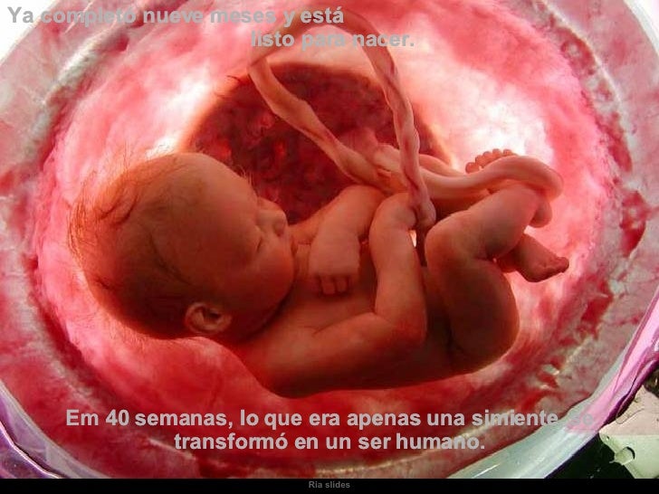 En El Vientre Materno En El Vientre Materno
