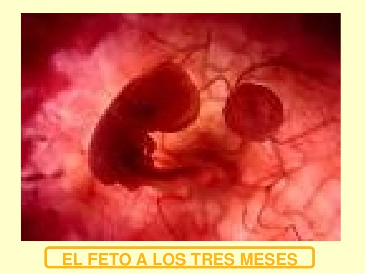 En El Vientre Materno En El Vientre Materno