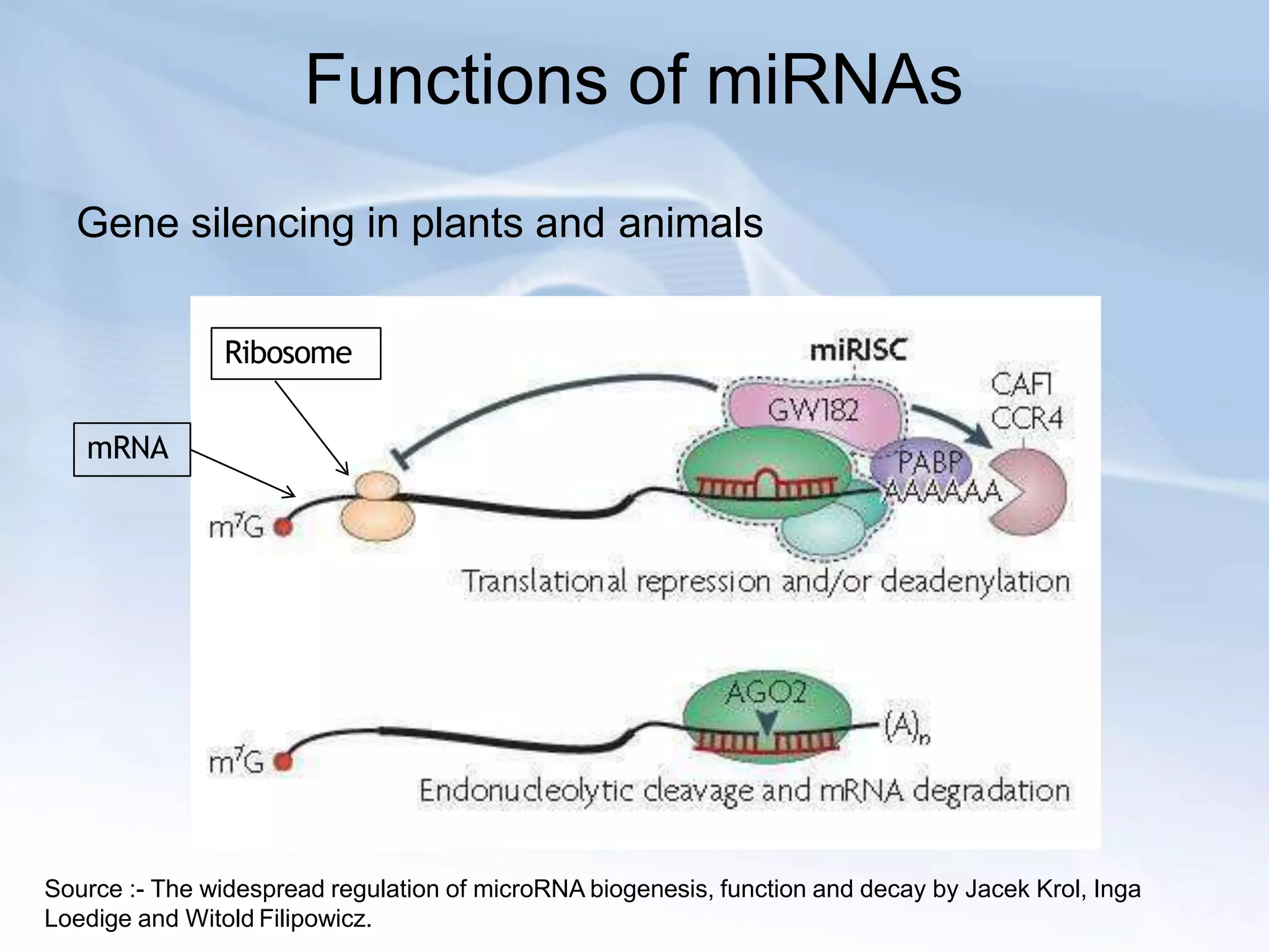 Functions of miRNAs
Gene silencing in plants and animals
Source :- The widespread regulation of microRNA biogenesis, function and decay by Jacek Krol, Inga
Loedige and Witold Filipowicz.
mRNA
Ribosome
 