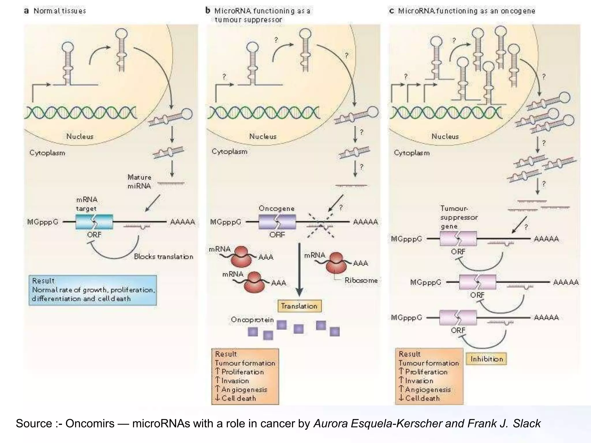 Source :- Oncomirs — microRNAs with a role in cancer by Aurora Esquela-Kerscher and Frank J. Slack
 