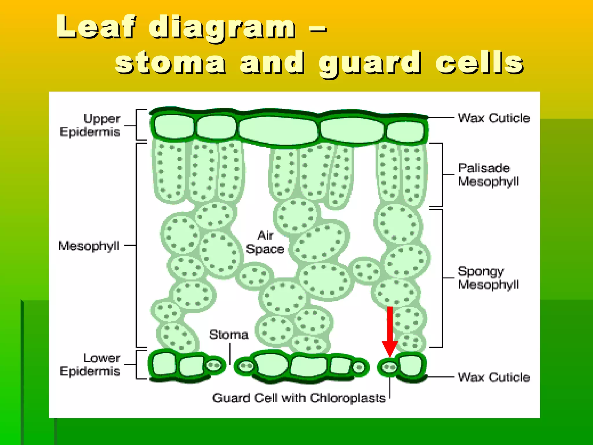 Leaf diagram –Leaf diagram –
stoma and guard cellsstoma and guard cells
 