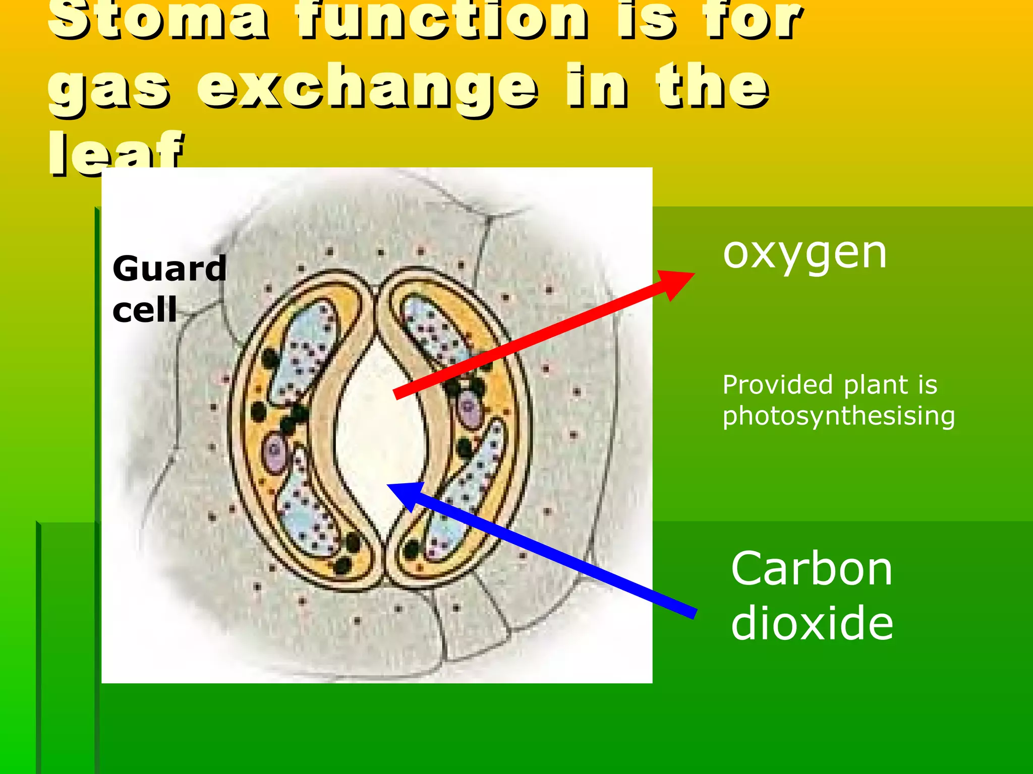 Stoma function is forStoma function is for
gas exchange in thegas exchange in the
leafleaf
Carbon
dioxide
oxygenGuard
cell
Provided plant is
photosynthesising
 
