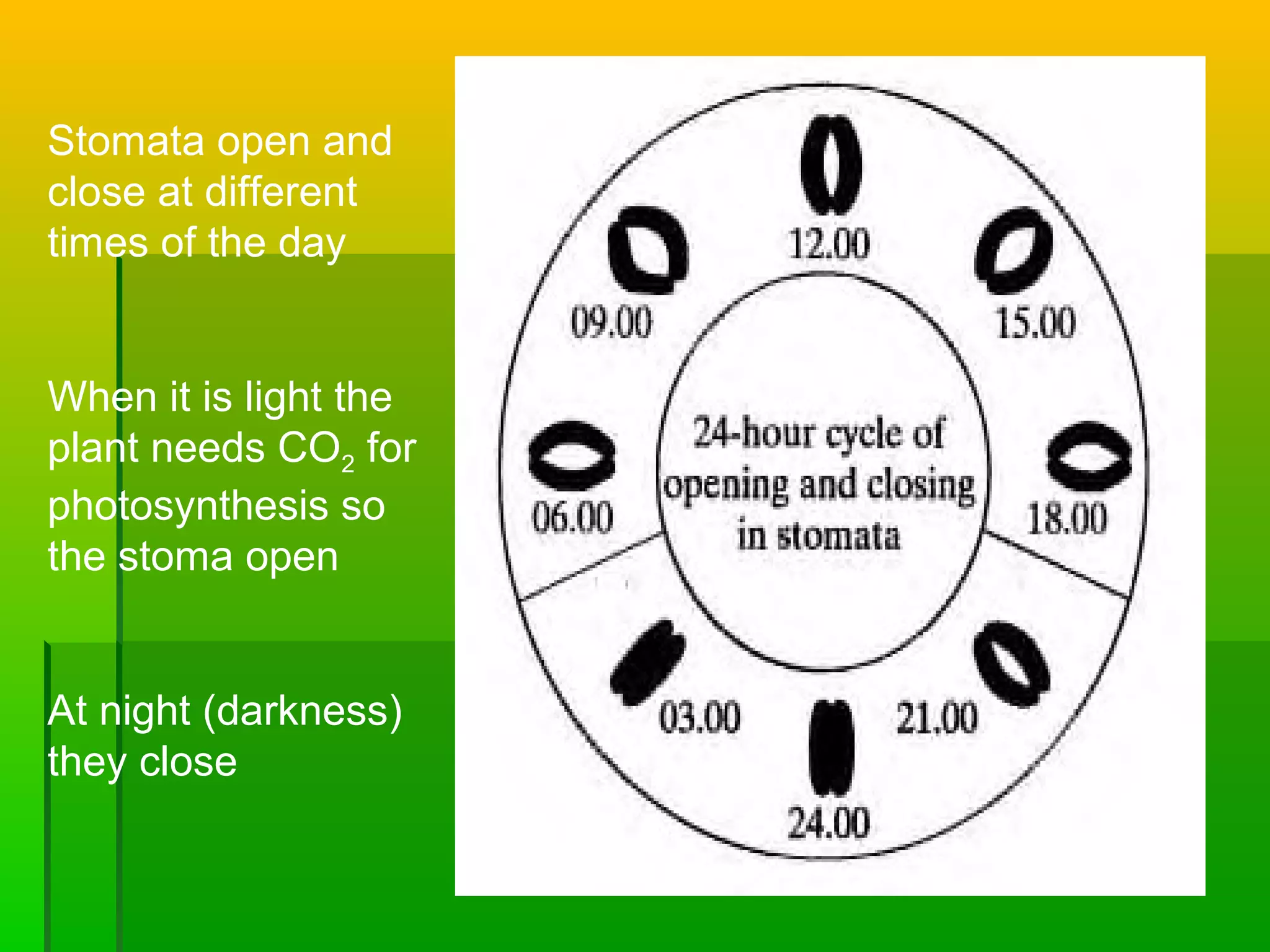 Stomata open and
close at different
times of the day
When it is light the
plant needs CO2 for
photosynthesis so
the stoma open
At night (darkness)
they close
 