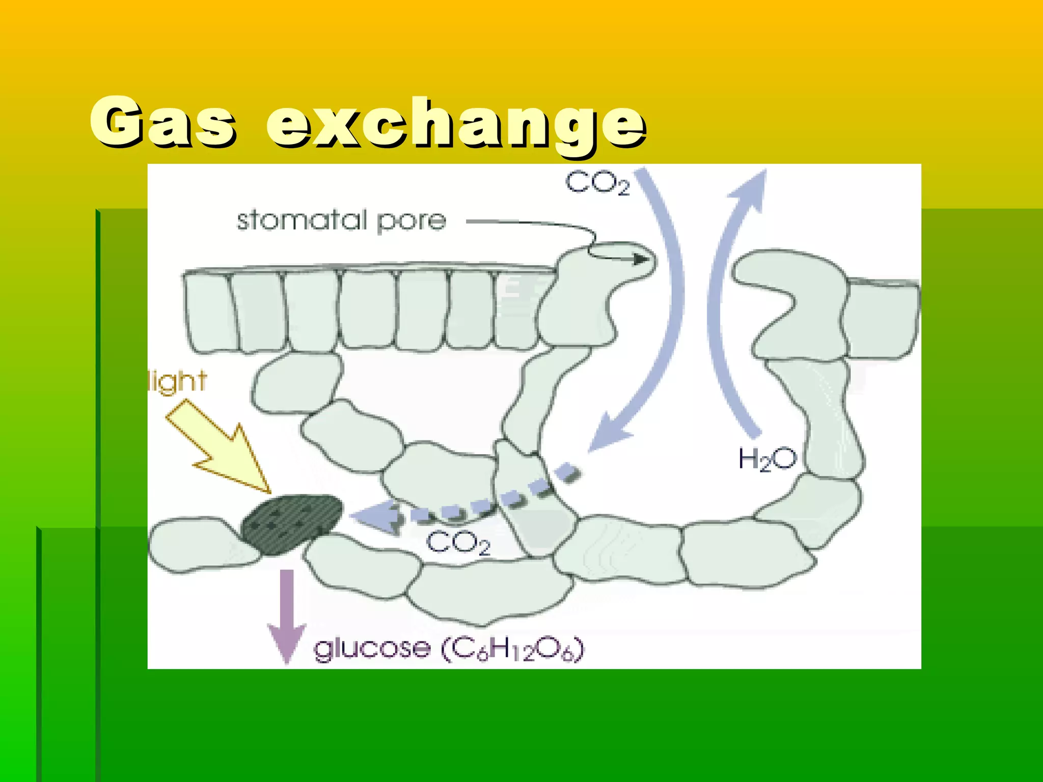 Gas exchangeGas exchange
 