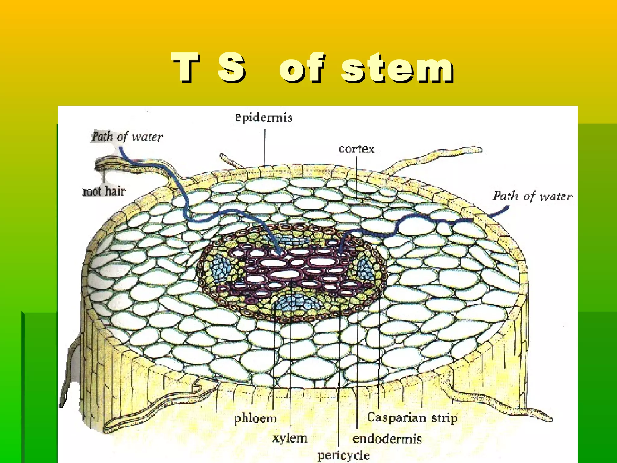 T S of stemT S of stem
 
