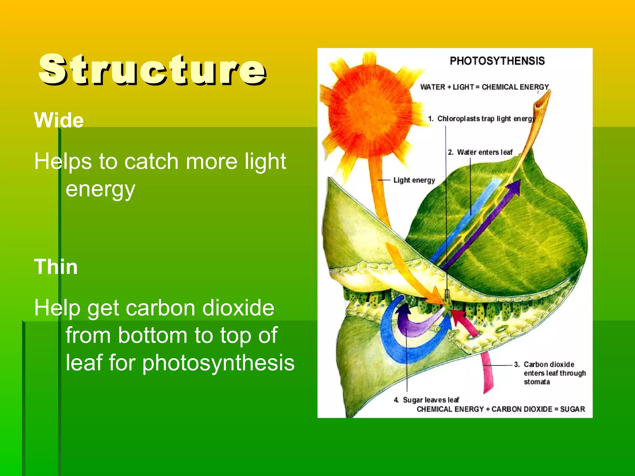 StructureStructure
Wide
Helps to catch more light
energy
Thin
Help get carbon dioxide
from bottom to top of
leaf for photosynthesis
 