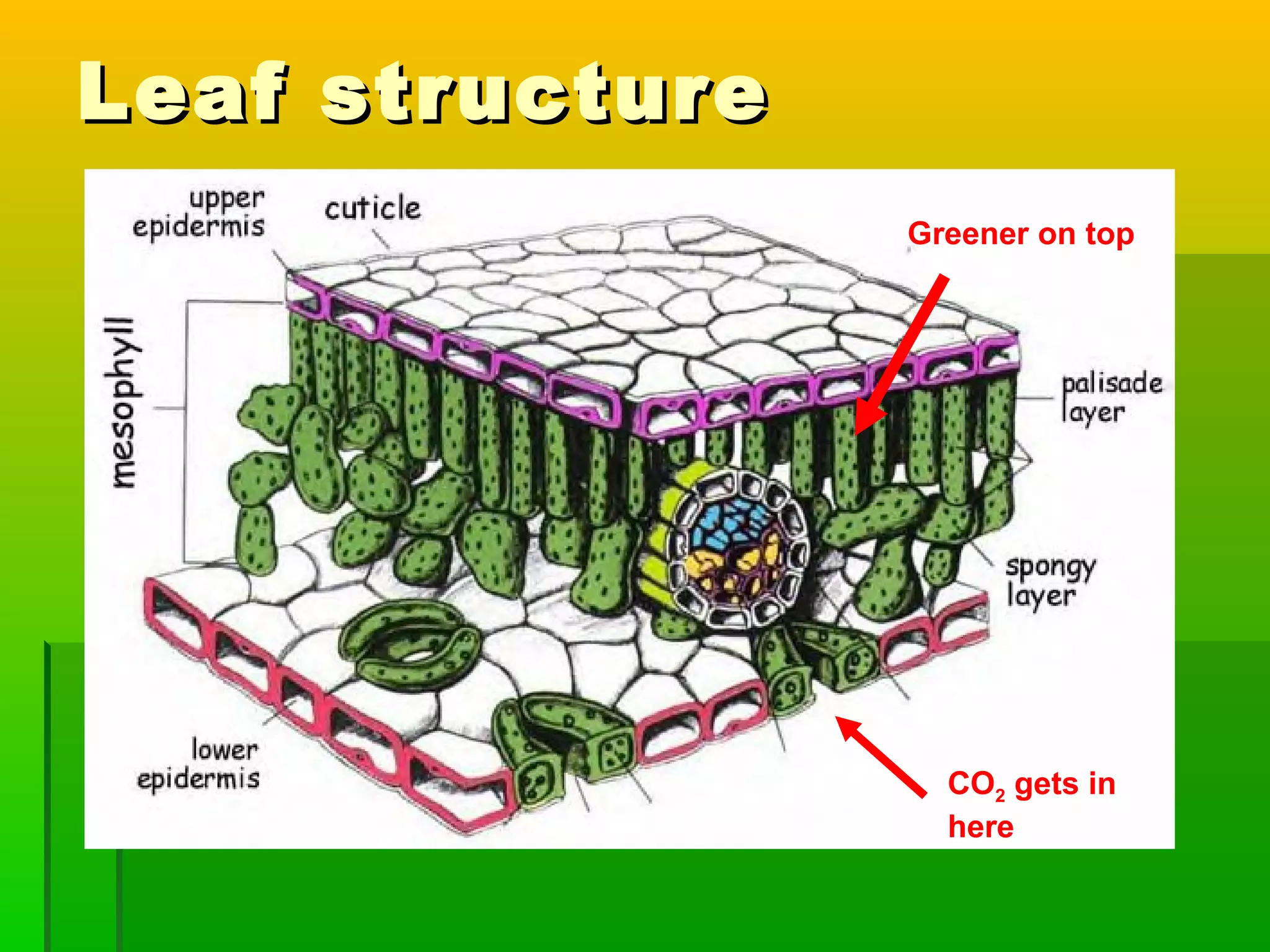 Leaf structureLeaf structure
Greener on top
CO2 gets in
here
 