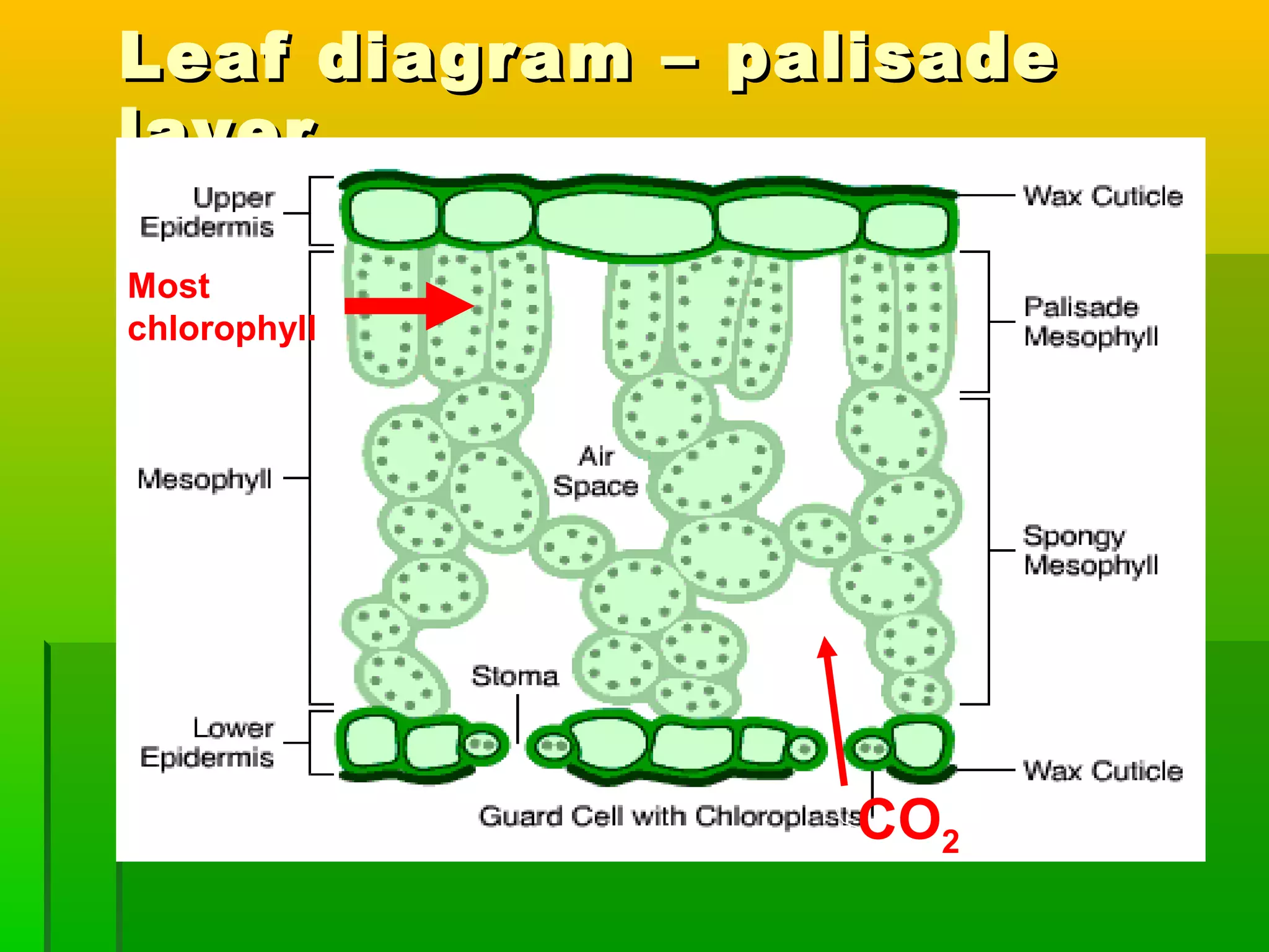 Leaf diagram – palisadeLeaf diagram – palisade
layerlayer
CO2
Most
chlorophyll
 
