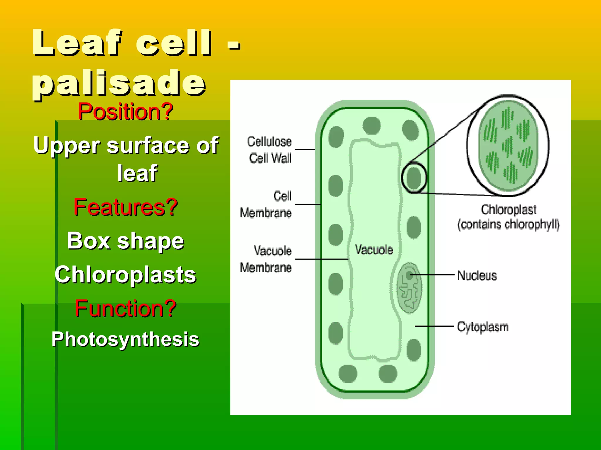 Leaf cell -Leaf cell -
palisadepalisade
Position?Position?
Upper surface ofUpper surface of
leafleaf
Features?Features?
Box shapeBox shape
ChloroplastsChloroplasts
Function?Function?
PhotosynthesisPhotosynthesis
 
