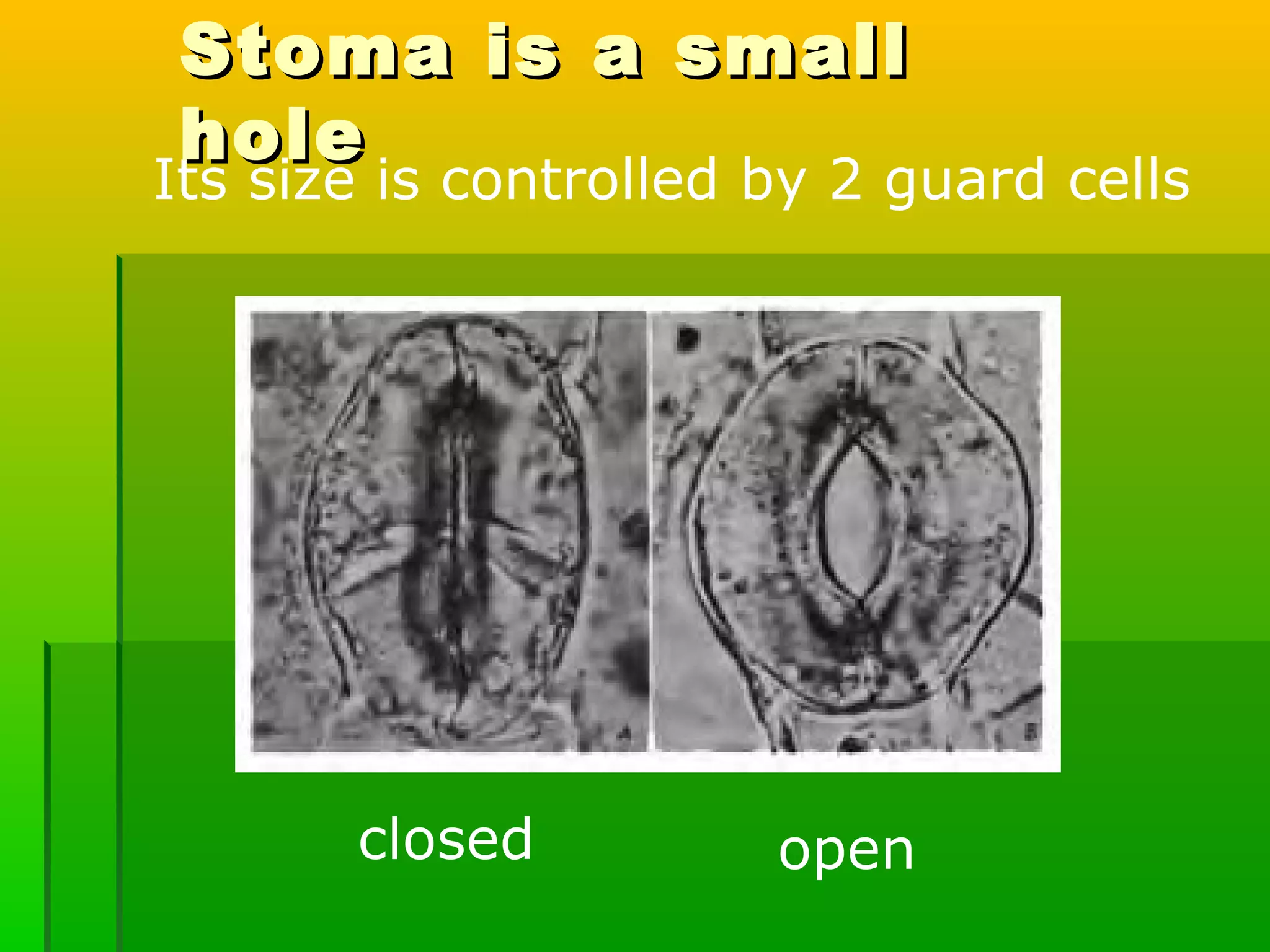 Stoma is a smallStoma is a small
holehole
Its size is controlled by 2 guard cells
closed open
 