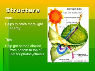 Structure and Function of Leaves | PPT