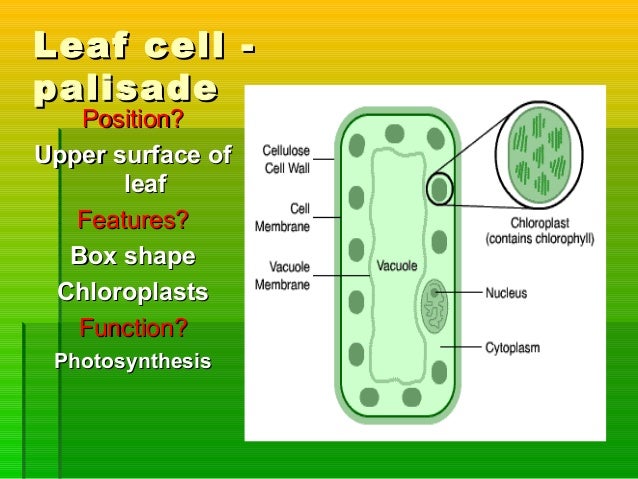 Structure And Function Of Leaves
