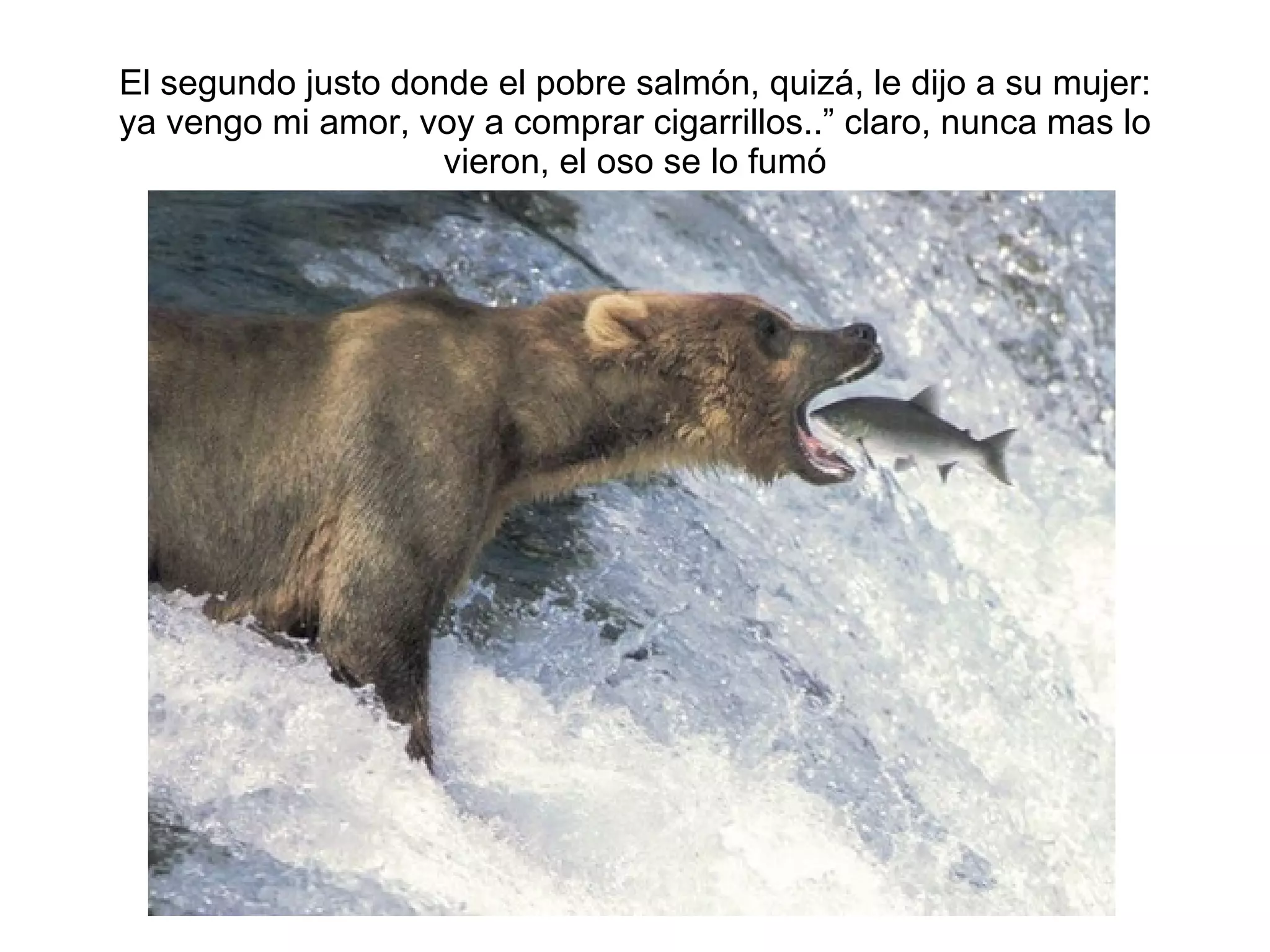 El segundo justo donde el pobre salm ón, quizá, le dijo a su mujer: ya vengo mi amor, voy a comprar cigarrillos..” claro, nunca mas lo vieron, el oso se lo fumó 