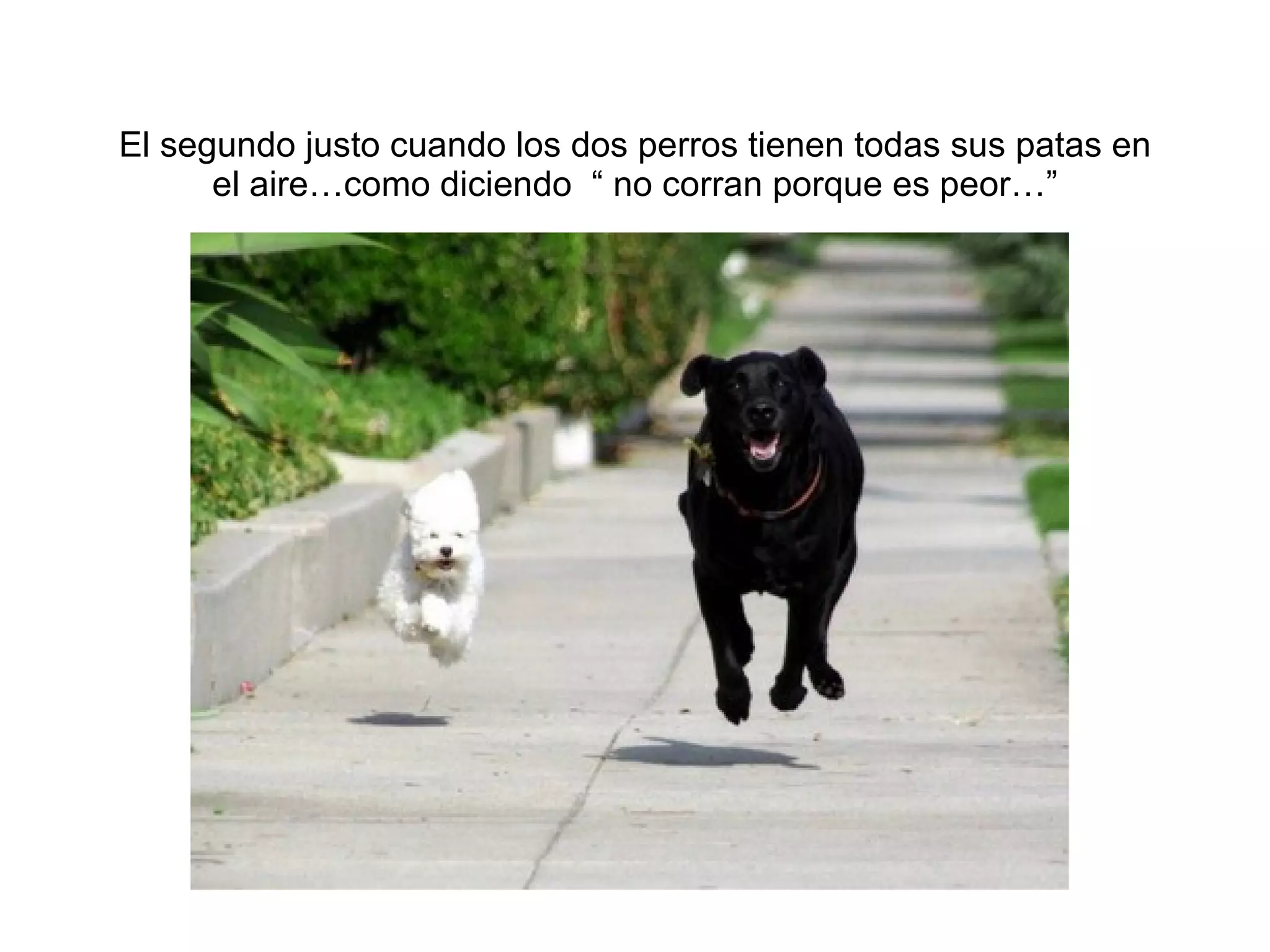 El segundo justo cuando los dos perros tienen todas sus patas en el aire…como diciendo  “ no corran porque es peor…” 