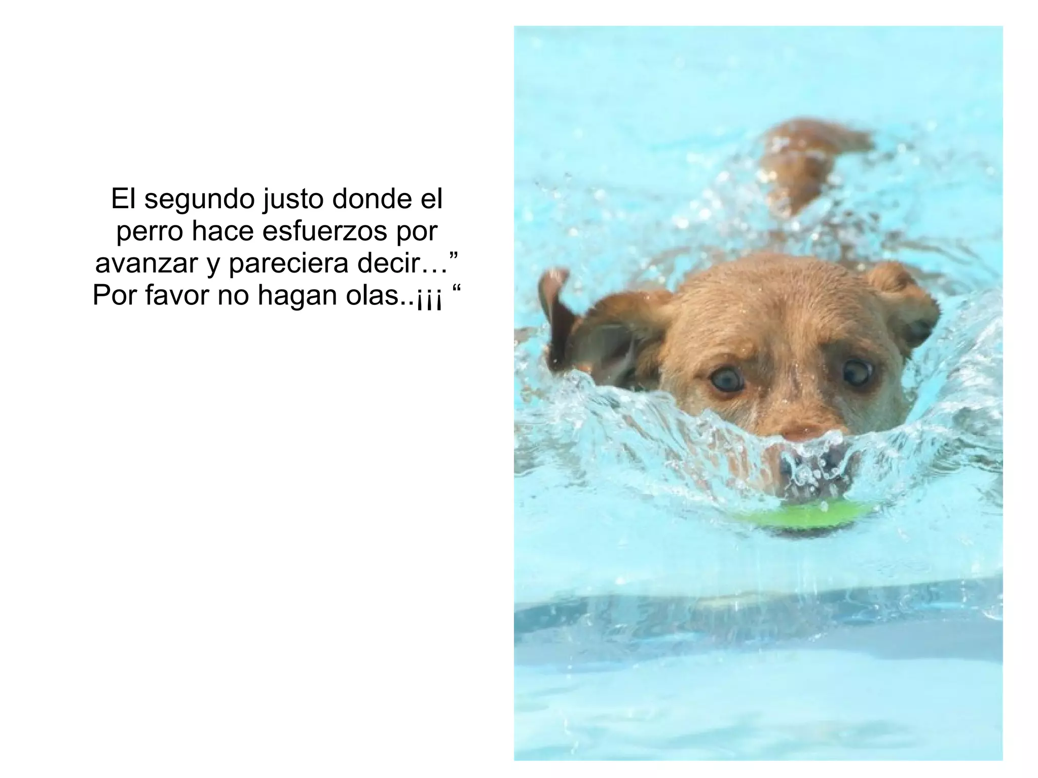 El segundo justo donde el perro hace esfuerzos por avanzar y pareciera decir…” Por favor no hagan olas..¡¡¡ “ 
