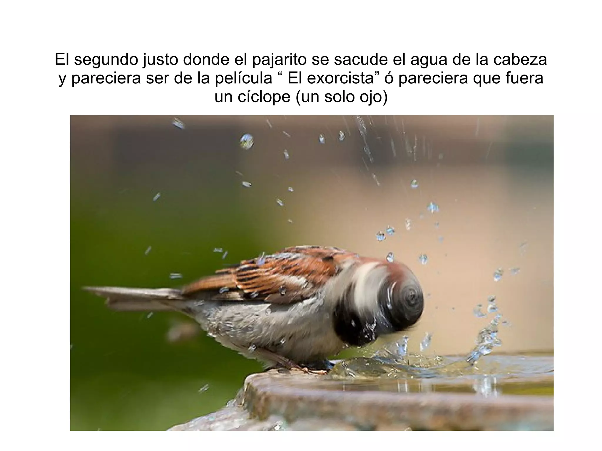 El segundo justo donde el pajarito se sacude el agua de la cabeza y pareciera ser de la pel ícula “ El exorcista” ó pareciera que fuera un cíclope (un solo ojo) 