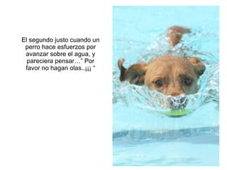 El segundo justo cuando un perro hace esfuerzos por avanzar sobre el agua, y pareciera pensar…” Por favor no hagan olas..¡¡¡ “ 