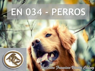 EN 034 - PERROS
 