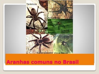 Aranhas comuns no Brasil
 