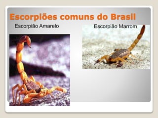 Escorpiões comuns do Brasil
Escorpião Amarelo Escorpião Marrom
 