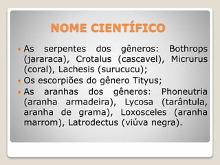 NOME CIENTÍFICO
 As serpentes dos gêneros: Bothrops
(jararaca), Crotalus (cascavel), Micrurus
(coral), Lachesis (surucucu);
 Os escorpiões do gênero Tityus;
 As aranhas dos gêneros: Phoneutria
(aranha armadeira), Lycosa (tarântula,
aranha de grama), Loxosceles (aranha
marrom), Latrodectus (viúva negra).
 